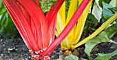 BETA VULGARIS VAR FLAVESCENS BRIGHT LIGHTS