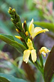 CAUTLEYA CATHARTII TENZINGS GOLD