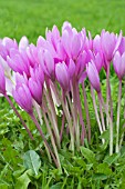 COLCHICUM THE GIANT