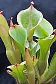 HELIAMPHORA NUTANS