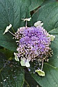 HYDRANGEA INVOLUVCRATA