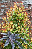 IPOMOEA LOBATA & RICINUS COMMUNIS CARMENCITA