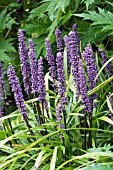 LIRIOPE MUSCARI