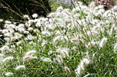 PENNISETUM VILLOSUM