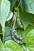 PHASEOLUS VULGARIS MAJOR COOKS BEAN