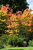 ACER PALMATUM SANGO-KAKU