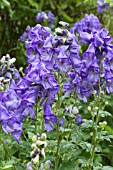 ACONITUM HENRYI SPARKS VARIETY