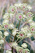 ARALIA CONTINENTALIS