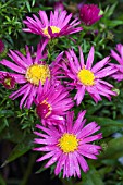 ASTER BAHAMAS (ISLAND SERIES)