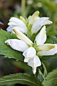 CHELOME OBLIQUA ALBA