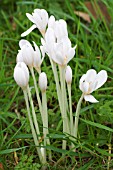 COLCHICUM AUTUMNALE ALBA