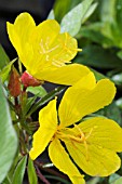 OENOTHERA FRUTICOSA SUBSP GLAUCA