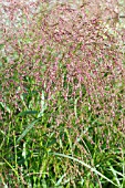 PANICUM RUBRUM