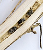 SCLEROTINIA SCLEROTIORUM