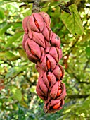 MAGNOLIA SOULANGEANA FRUIT