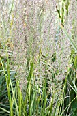 CALAMAGROSTIS BRACHYTRICHA