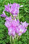 COLCHICUM THE GIANT