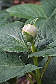 HYDRANGEA INVOLUVCRATA BUD