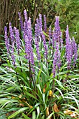 LIRIOPE MUSCARI