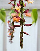 THUNBERGIA COCCINEA