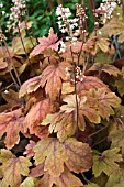 X HEUCHERELLA SWEET TEA