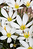 ZEPHYRANTHES CANDIDA