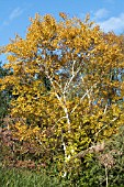 BETULA ERMANII GRAYSWOOD HILL