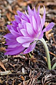 COLCHICUM WATERLILY