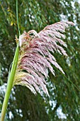 CORTADERIA SELLOANA ROSEA