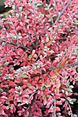 COTONEASTER ATROPURPUREUS VARIEGATUS