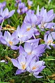 CROCUS SPECIOSUS