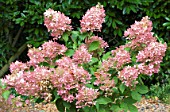 HYDRANGEA PANICULATA PHANTOM