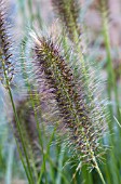 PENNISETUM CASSIANS CHOICE