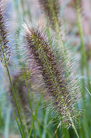 PENNISETUM_CASSIANS_CHOICE