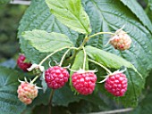 RUBUS IDAEUS AUTUMN BLISS