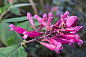 SALVIA INVOLUCRATA BETHELLII