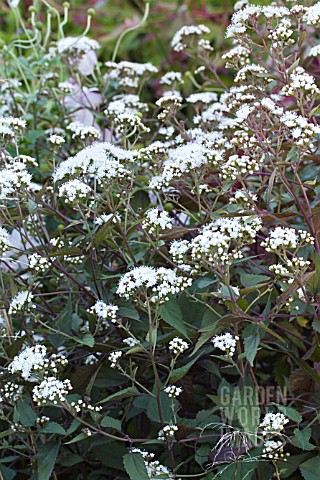 AGERATINA_ALTISSIMA_CHOCOLATE