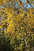 BETULA ERMANII GRAYSWOOD HILL