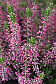 CALLUNA VULGARIS ANGIE