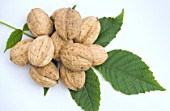 JUGLANS REGIA, (WALNUT)