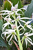 PROSTHECHEA CHONDYLOBULBON