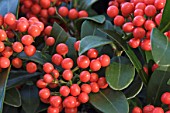 SKIMMIA TEMPTATION