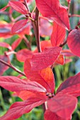 VACCINIUM CORYMBOSUM BLUE CROP FOLIAGE