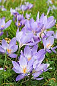 CROCUS SPECIOSUS