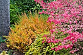 EUONOMYUS ALATUS, STEPHANANDRA INCISA, AND BERBERIS THUNBERGII