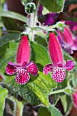 KOHLERIA JESTER