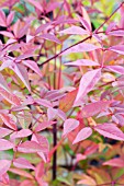 NANDINA DOMESTICA RICHMOND