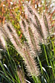 PENNISETUM CASSIANS CHOICE