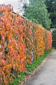 PRUNUS AVIUM VEGA, COLNEY & SUNBURST