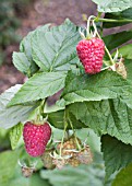 RUBUS IDAEUS JOAN J